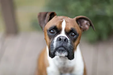 Boxer dog staring at the camera, like the one owned by roommates who sued police over dog's death in Maryland.