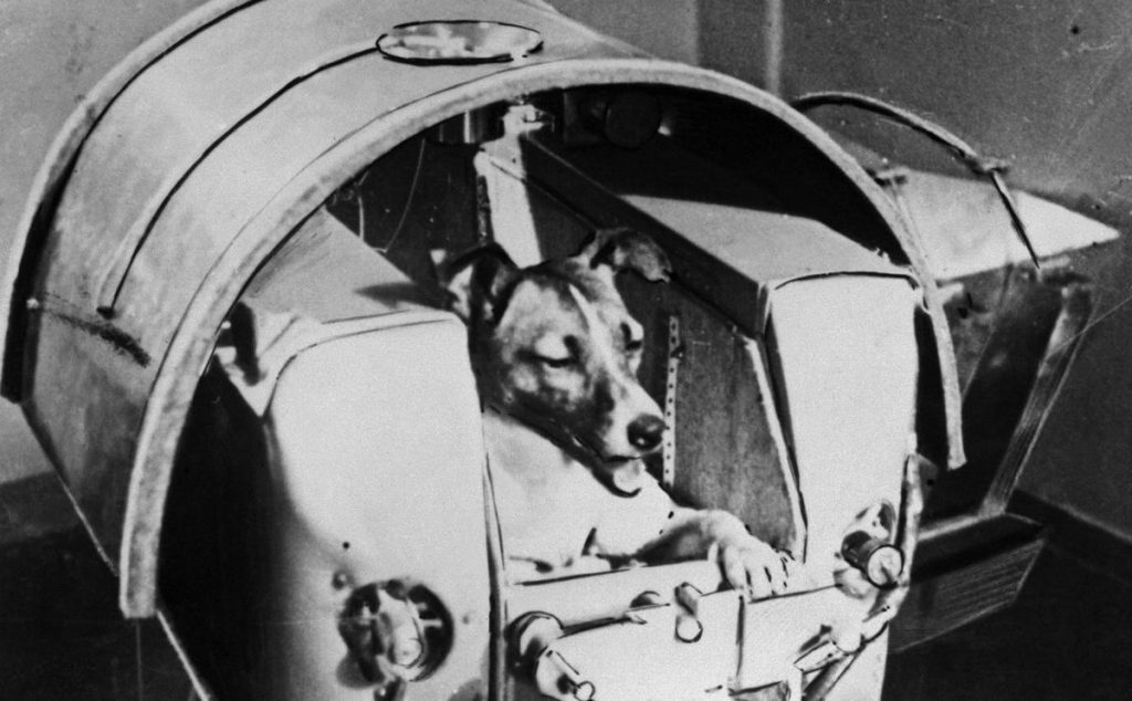 Laika, Russian cosmonaut dog, 1957. Laika was the first animal to orbit the Earth, travelling on board the Sputnik 2 spacraft launched on 3 November 1957. The Soviet space programme used dogs and other animals in order to ascertain the viability of later (Photo by Fine Art Images/Heritage Images/Getty Images)