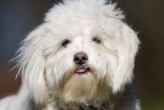 A purebred Coton de Tulear dog without leash outdoors in the nature on a sunny day.