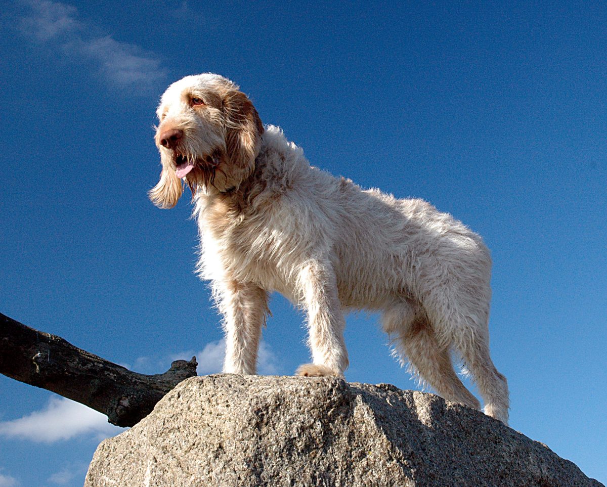 Spinone best sale poodle mix