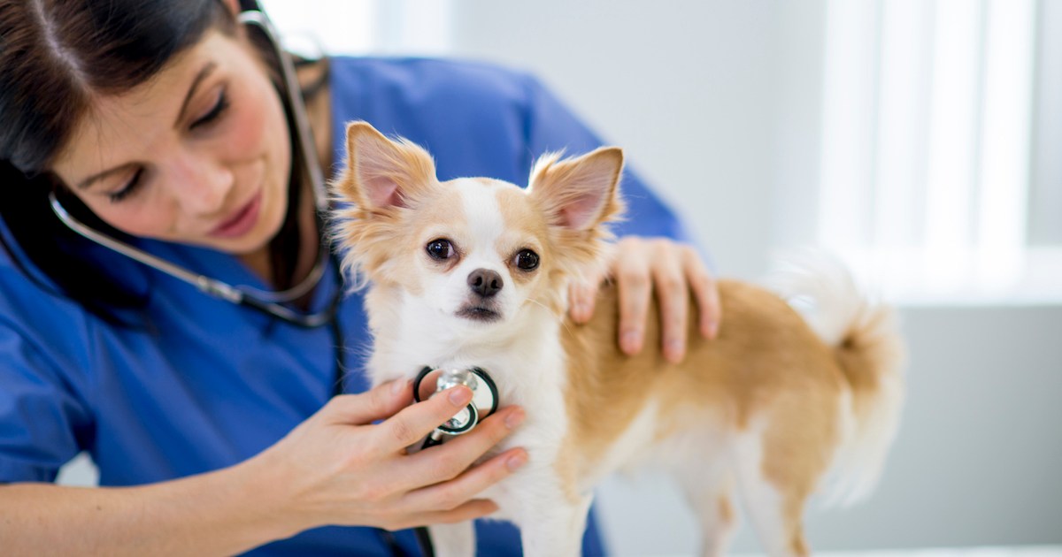 Patent Ductus Arteriosus (PDA) in Dogs Symptoms, Causes, & Treatments