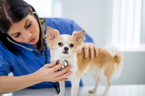 A Chihuahua dog being checked for patent ductus arteriosus (PDA).