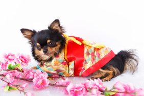 Cute Chihuahua dressed in traditional Kimono, just like Japan dogs in Kimono for Shichi-Go-San.