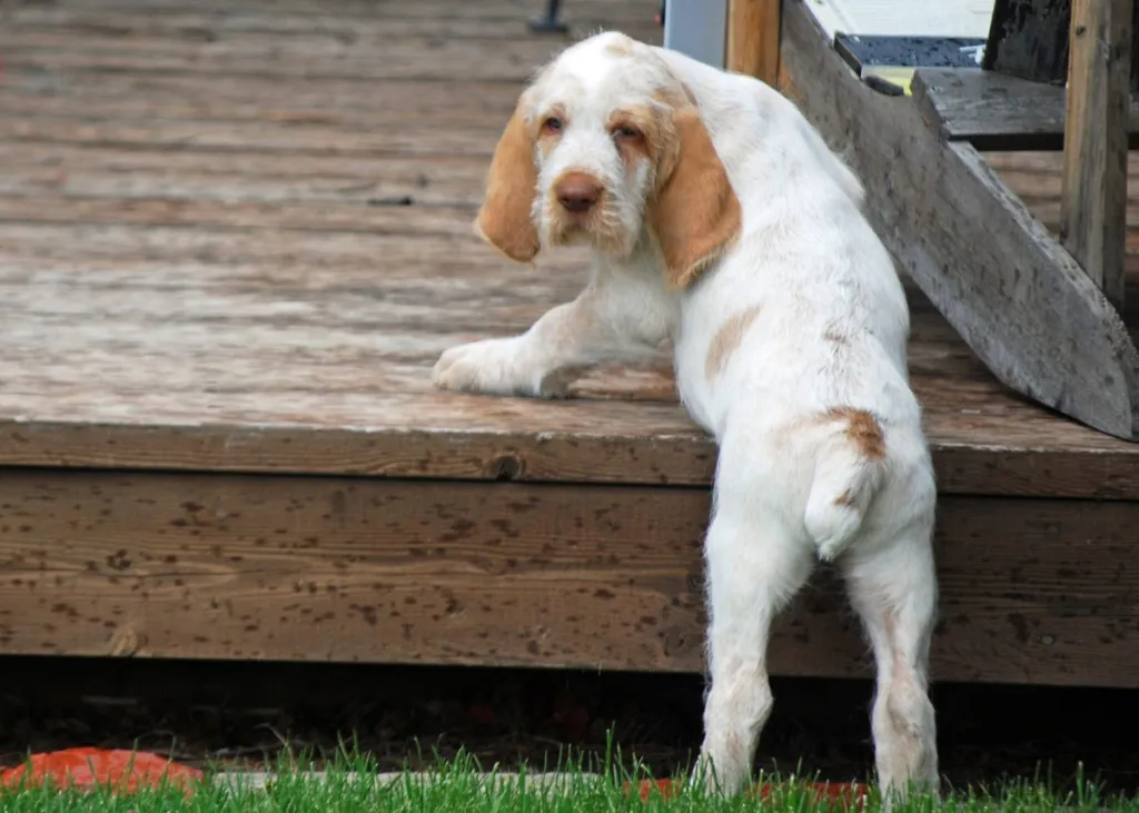 Cute Italian Spinone puppy is trying so hard to get on the deck.