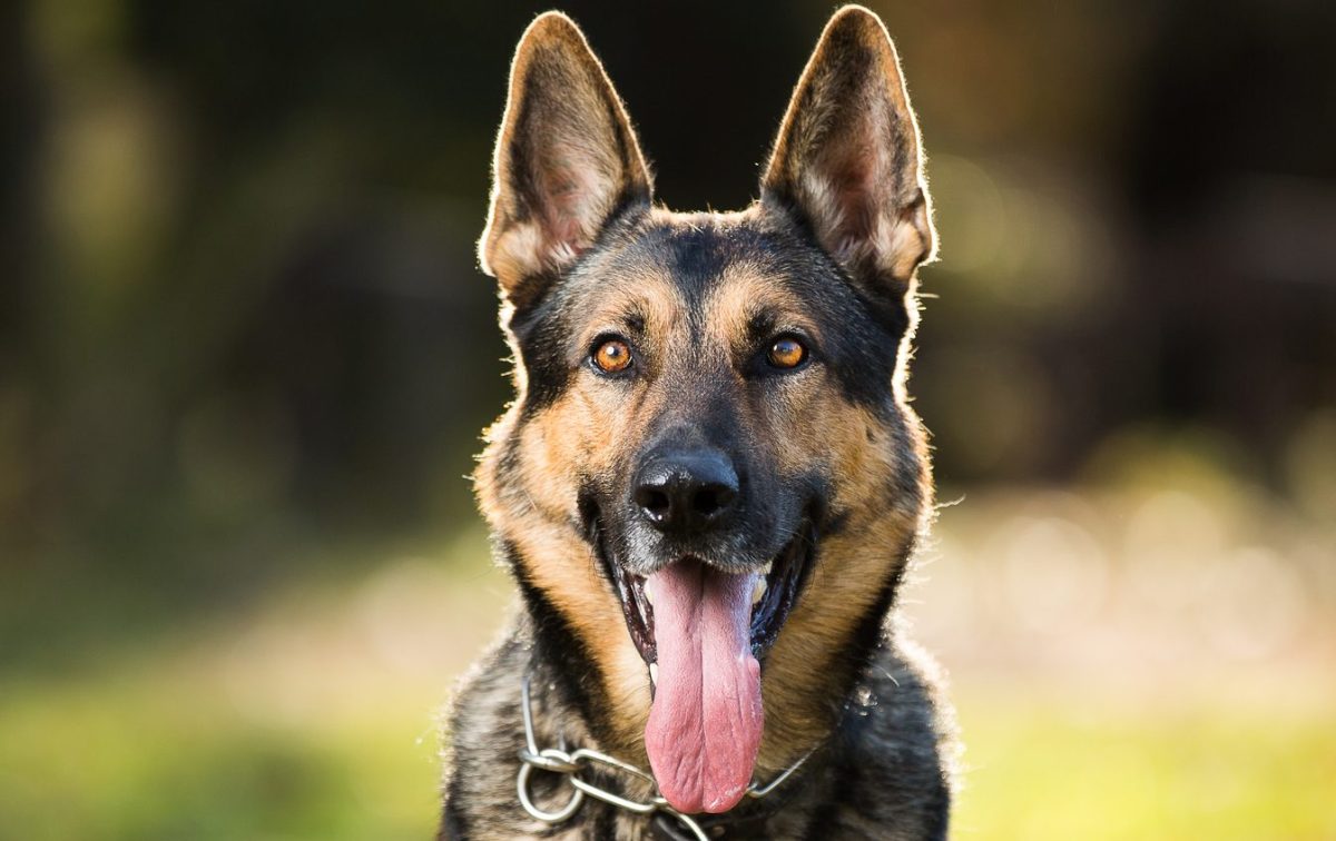 German Shepherd, Life is Better, White Background (1000 Piece