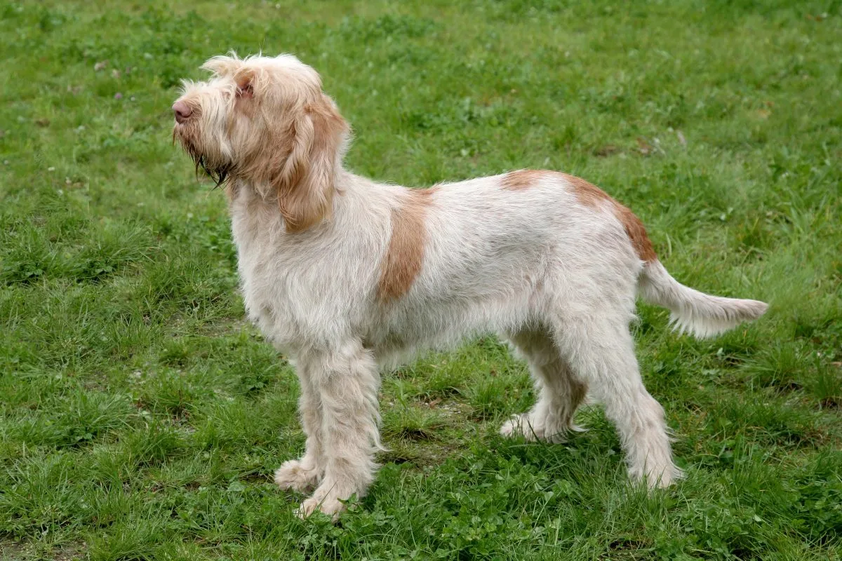 Italian wire hot sale haired dog