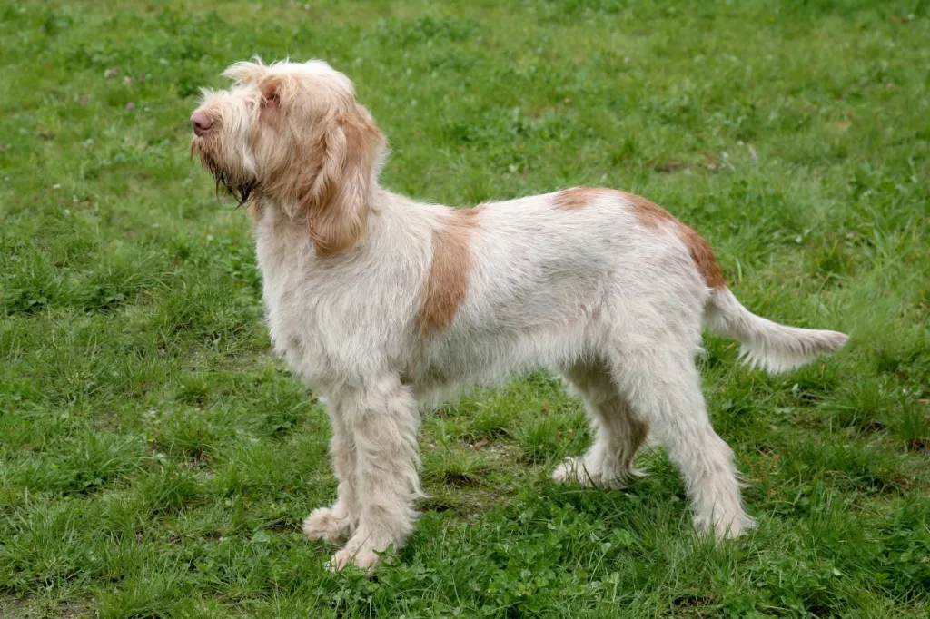 Typical Spinone Italiano dog in the spring garden