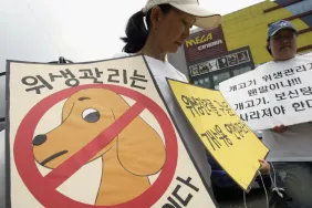 SUNGNAM, SOUTH KOREA - JULY 24: A South Korean member of the People for The Ethical Treatment of Animals (PETA), carries a placards during a protest against South Koreans eating dog meat, which took place in front of the dog meat market on July 24, 2005 in Sungnam, South Korea. Today is the day on which South Koreans eat dog meat in the belief it will help them endure the heat of the summer months. (Photo by Chung Sung-Jun/Getty Images)