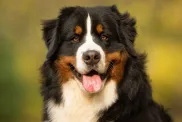 Closeup of a purebred adult Bernese Mountain dog outdoors in nature on a sunny day during early summer.