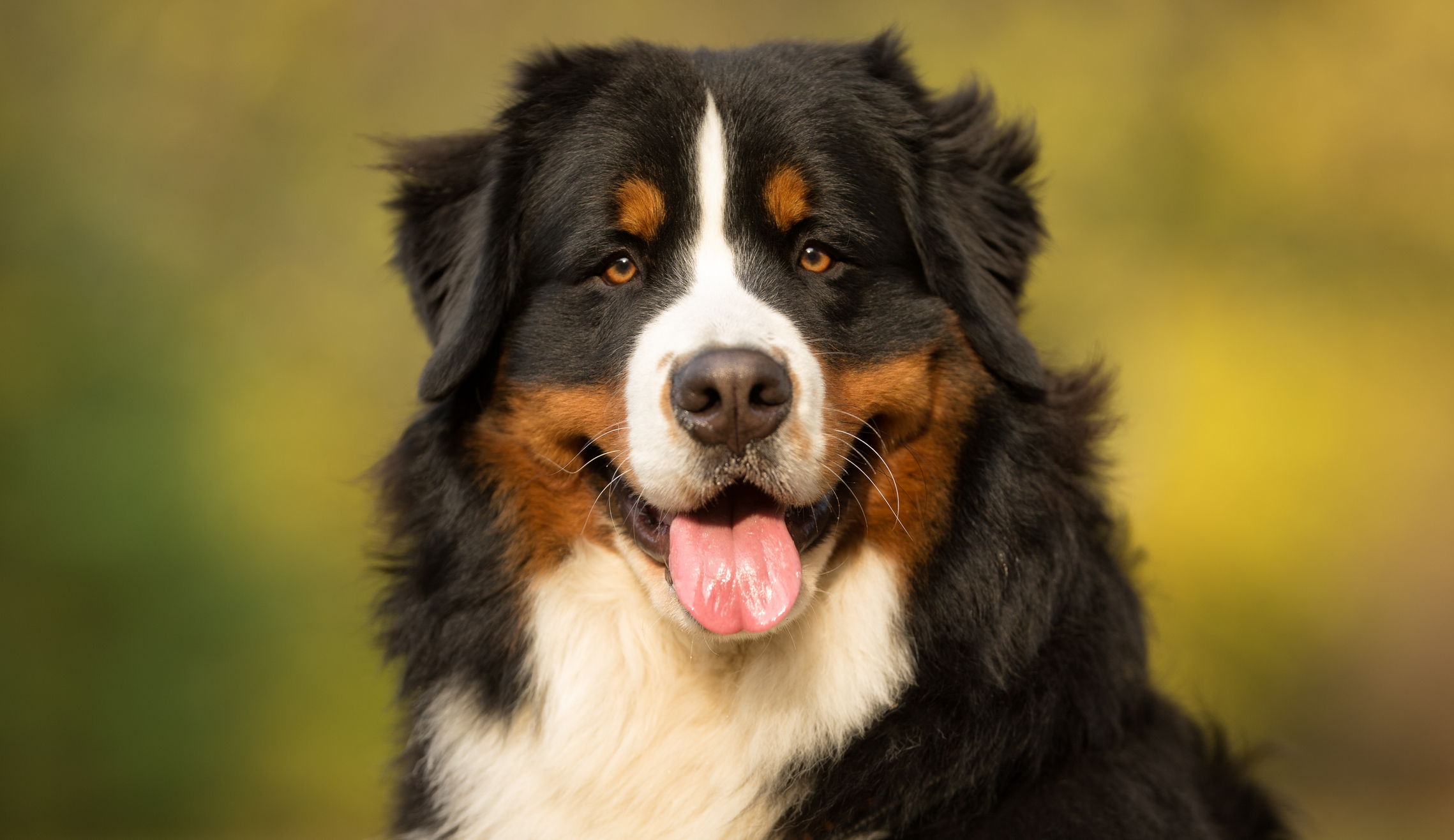 Bernese Mountain Dog Breed Information Characteristics