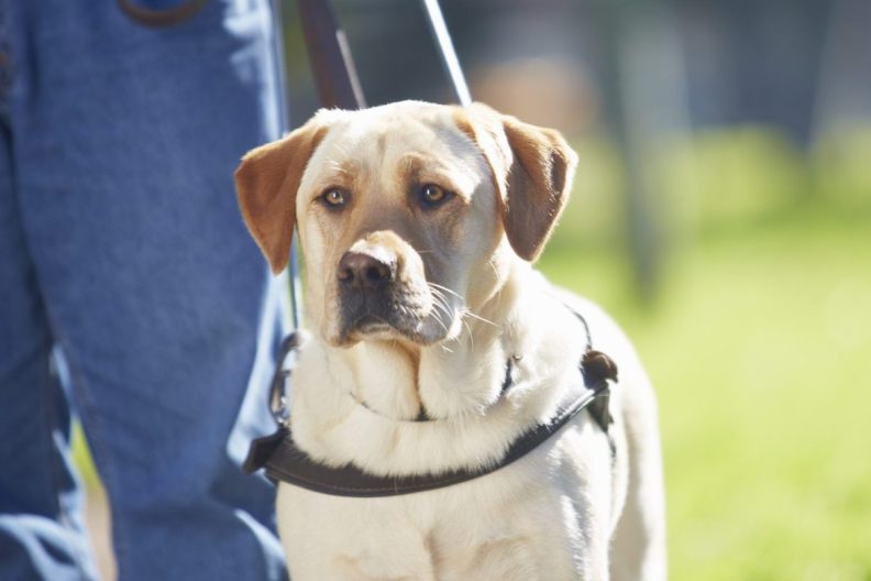 Portrait of guide dog