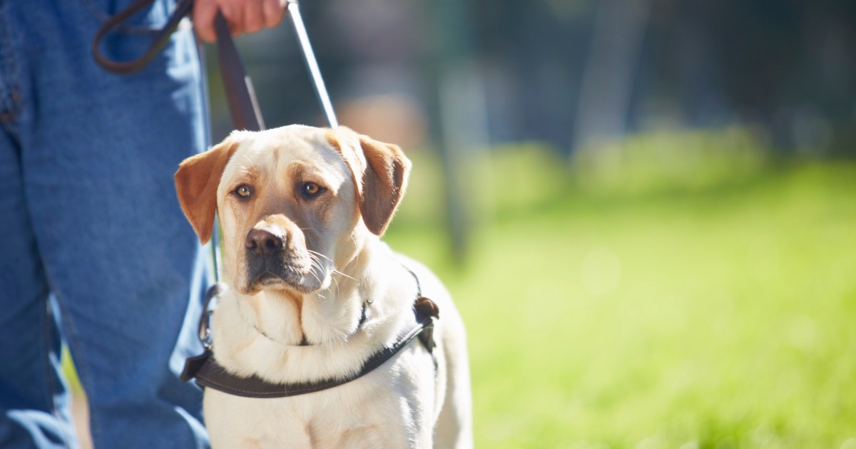 Lawsuit Claims Service Dog Denied Entry To Library