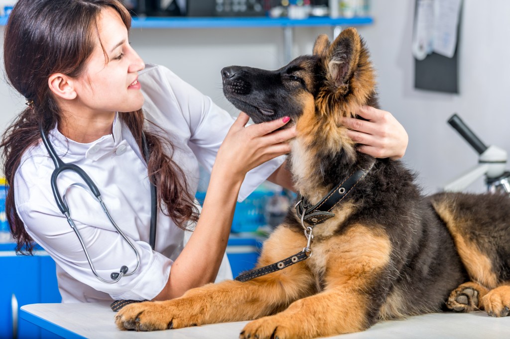 A German Shepherd being checked for pannus (chronic superficial keratitis).