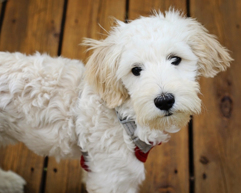 White, fluffy Sheepdog Poodle mix on a deck.