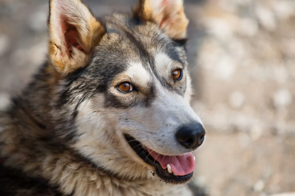 Portrait of an Alaskan Husky (Sled Dog)