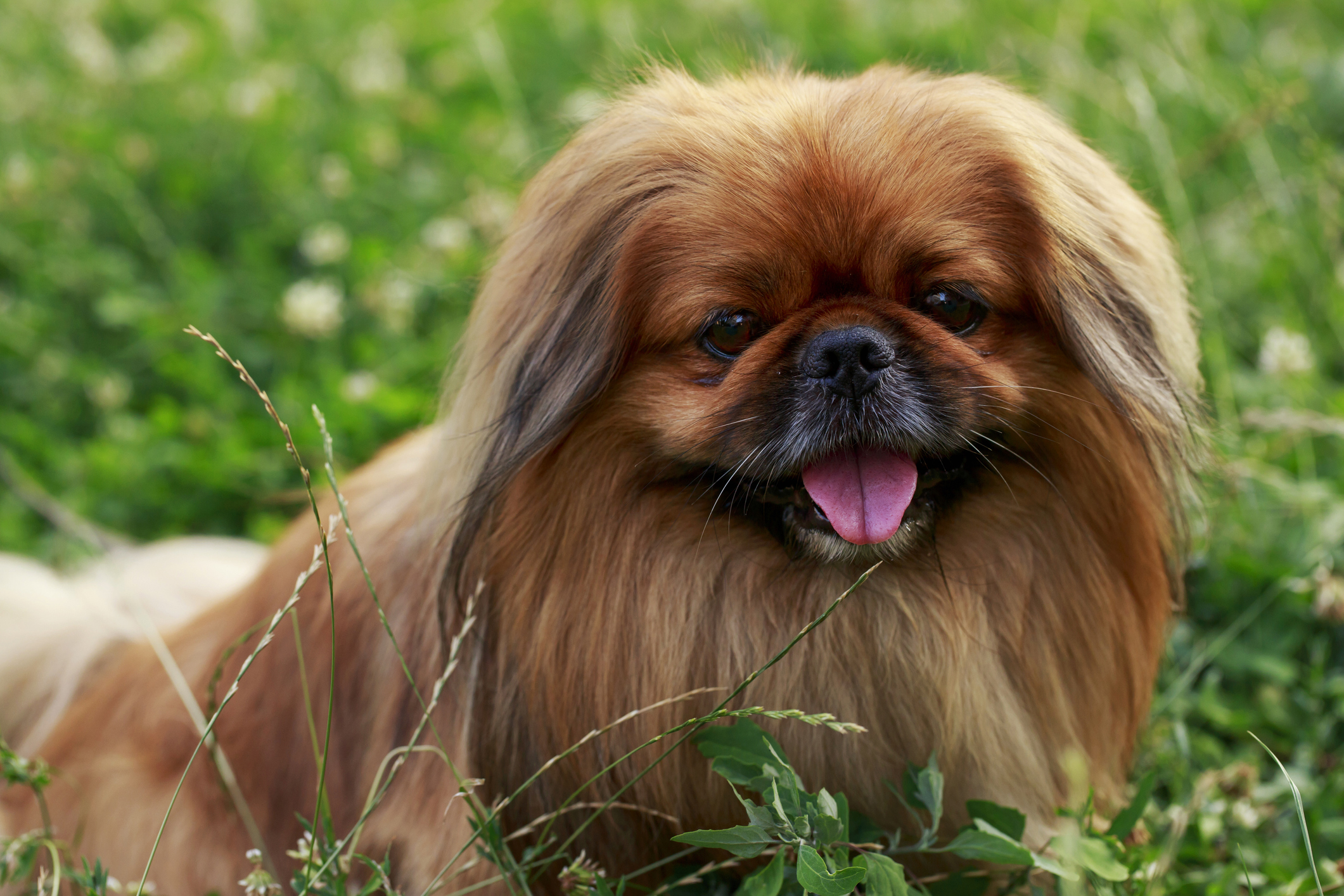 Pekingese deals dog puppy