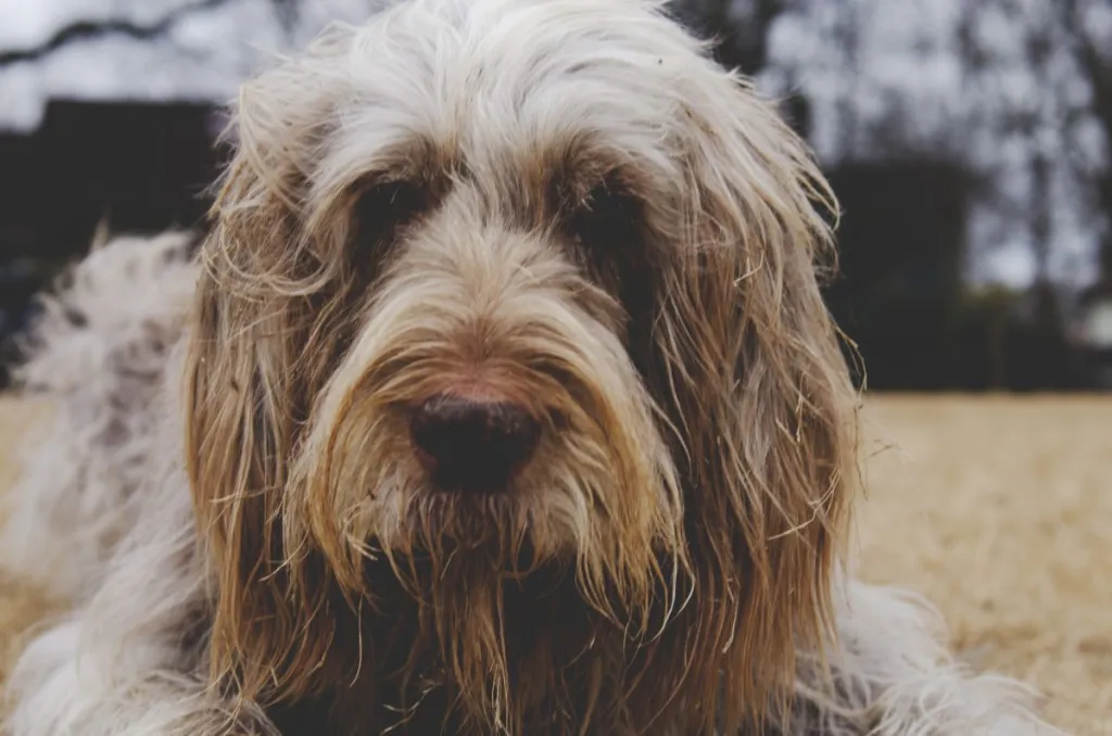 Spinone Italiano dog with serious face