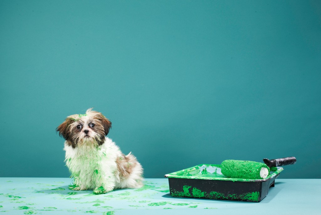 Puppy covered in green paint from paint tray, which can result in petroleum product poisoning in dogs.