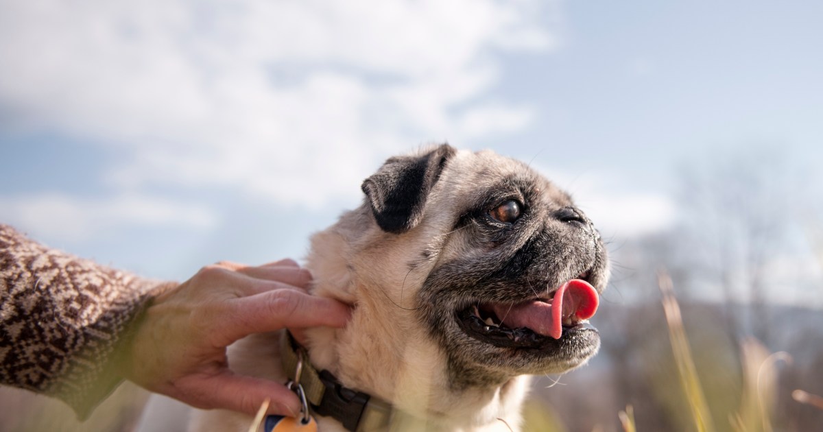 What Is an Embedded Collar? Why Is It Dangerous for Dogs?