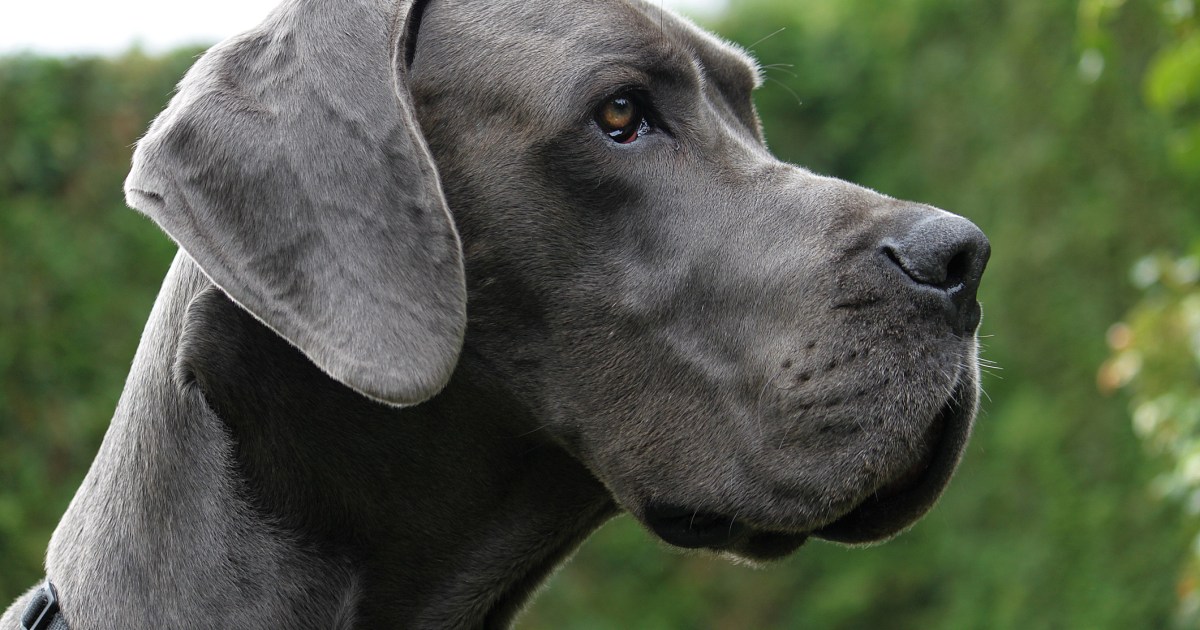 Great Dane Therapy Dog Crowned 'Hero Dog'