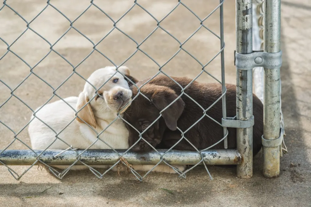 Two sad puppies cramped up behind a fence like the Missouri neglected dogs