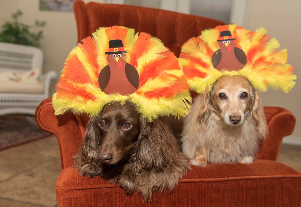Two dachshunds wearing turkey headbands.  They are sitting in a chair inside a house, not being incredibly territorial dogs on Thanksgiving.