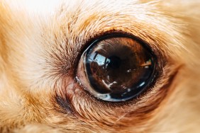 A close up of a dog's eye that might show persistent pupillary membranes (PPM).
