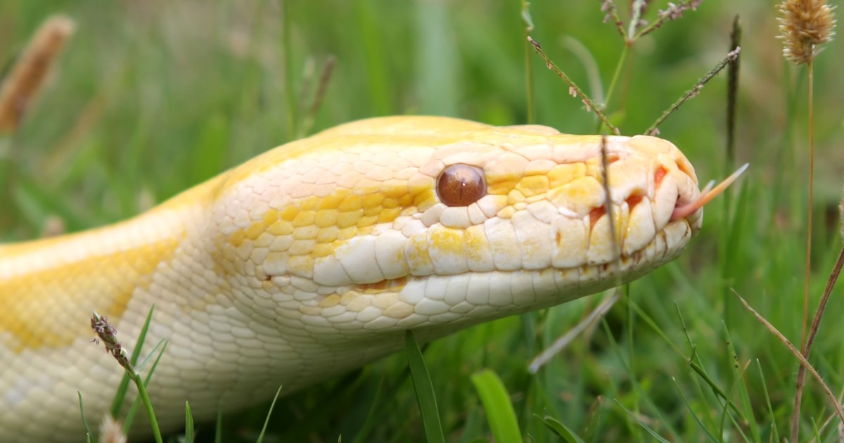 Massive, 9-foot albino boa constrictor found in Florida backyard 