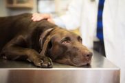 Vet and Labrador retriever. Story "Mystery Illness Killing Dogs in the US"