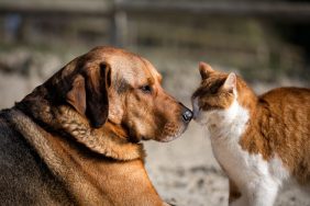A cat and dog touching noses, In Denver, pet licenses are a must-have