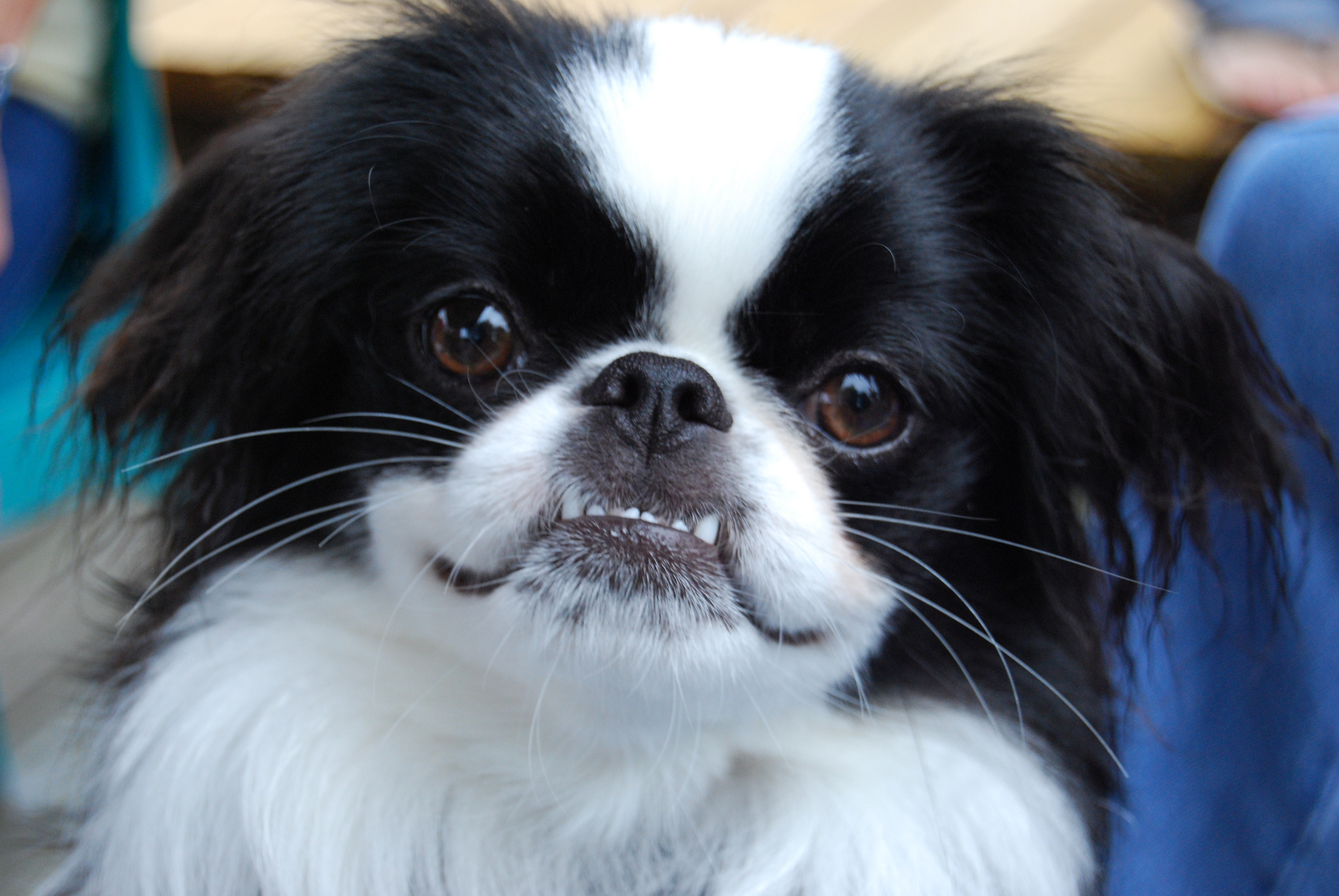 Japanese store spaniel dog