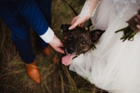 Bride and groom petting dog's head and neck at a wedding, similar to a Virginia couple who reschedules their wedding to adopt a dog.