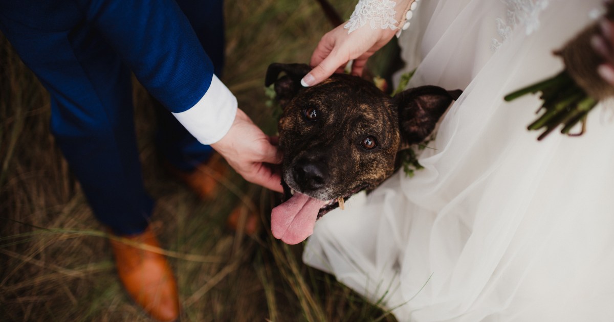 Virginia Couple Reschedules Wedding To Adopt Puppy(02)