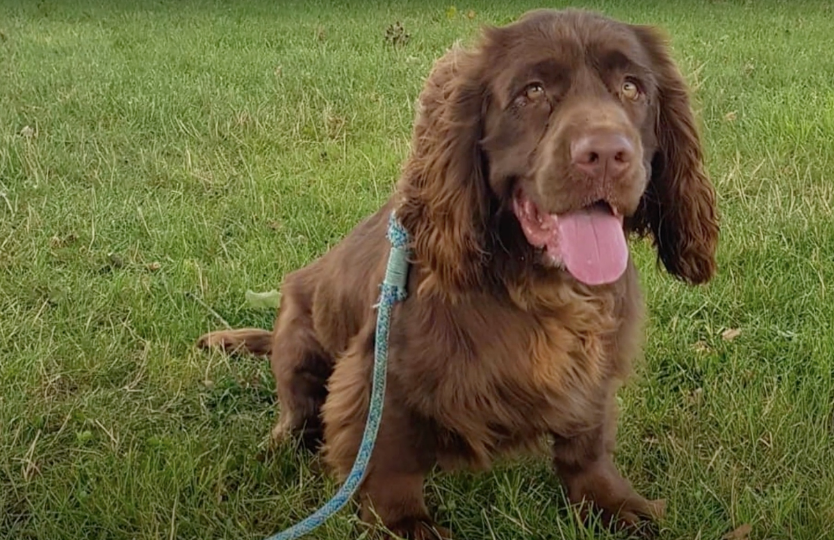 Sussex Spaniel Dog Breed Information Characteristics   Screen Shot 2023 11 06 At 12.00.39 PM 