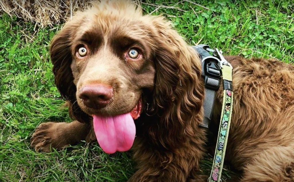 sussex spaniel panting