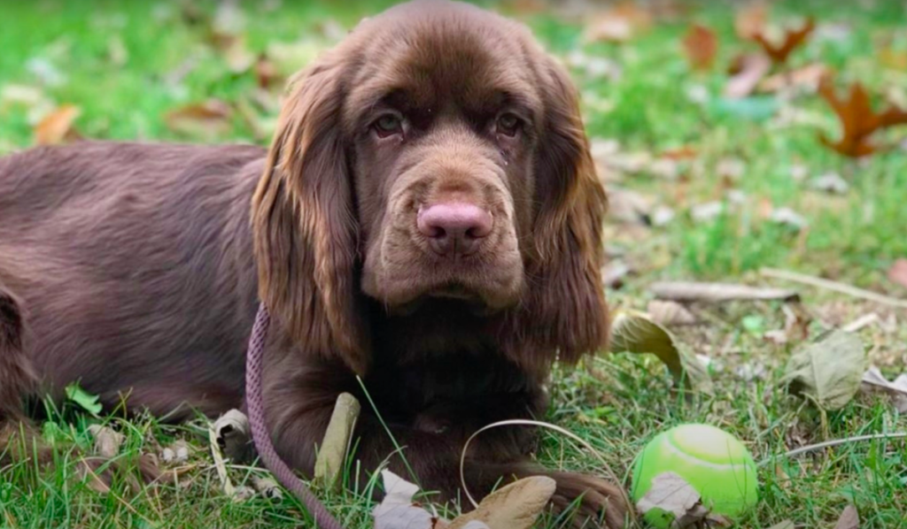 sussex spaniel puppy with a tennis ball