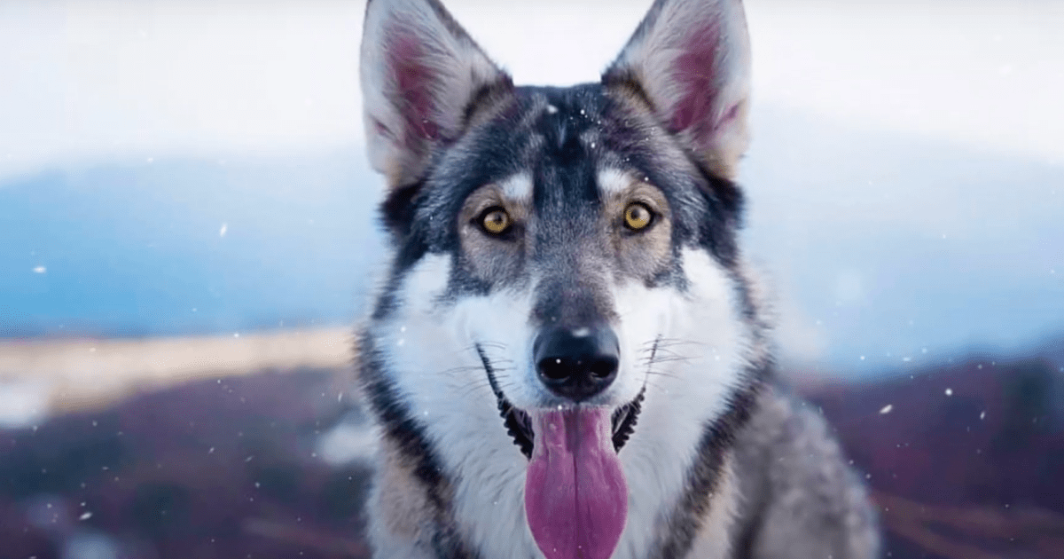 Northern Inuit Dog Breed Information & Characteristics