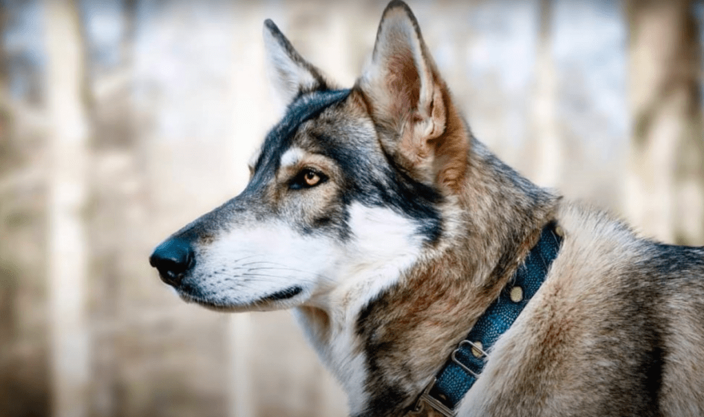 Northern Inuit dog at attention