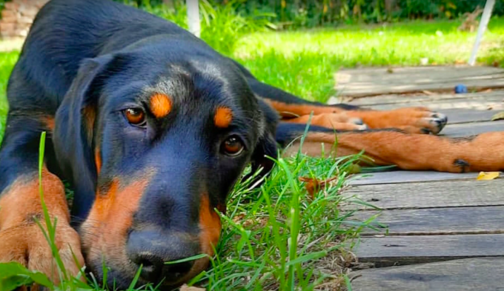 sleepy Transylvanian Hound lounging on the grass