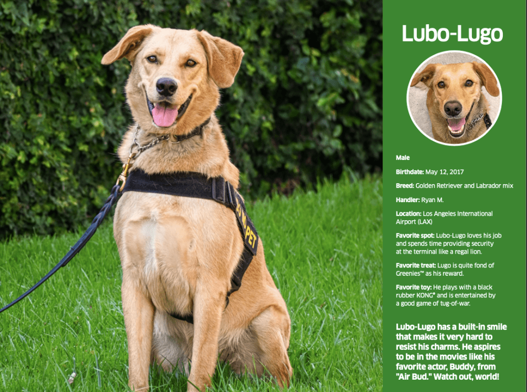 Lubo-Lugo featured in the June page of the 2024 TSA dog calendar