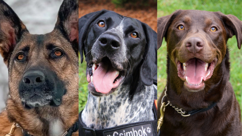 Three of 2024 TSA calendar dogs | From (Left to right: Belgian Malinois, black and white German Shorthaired Pointer, and brown Labrador Retriever.