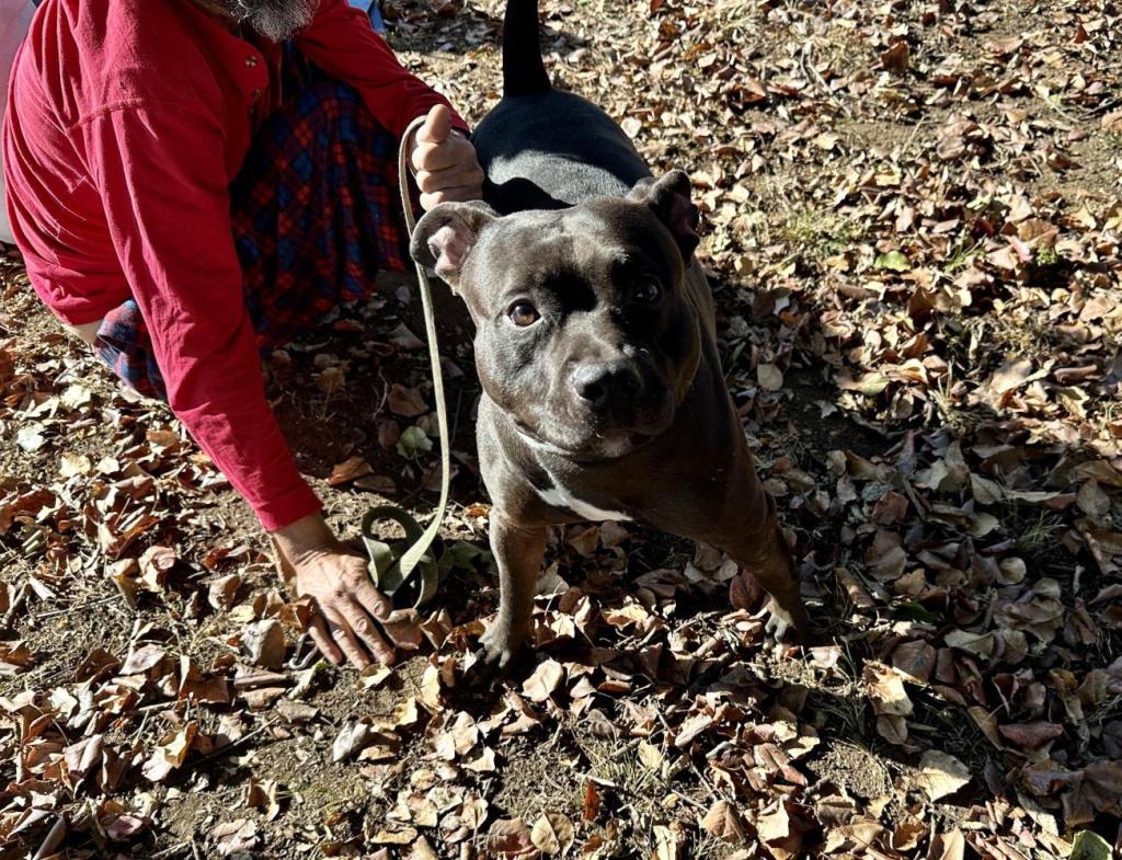 Heroic pit bull named Jack with his dad