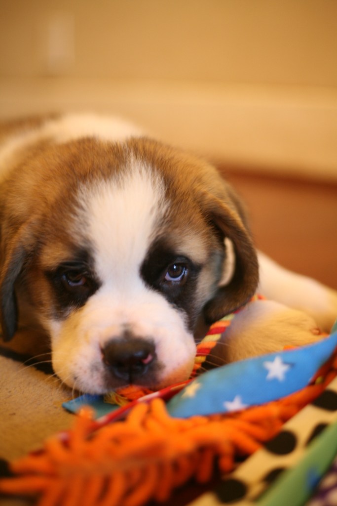 A cute Saint Bernard puppy.