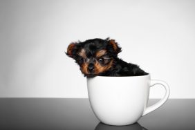 Teacup Yorkshire Terrier dog sitting in a cup.