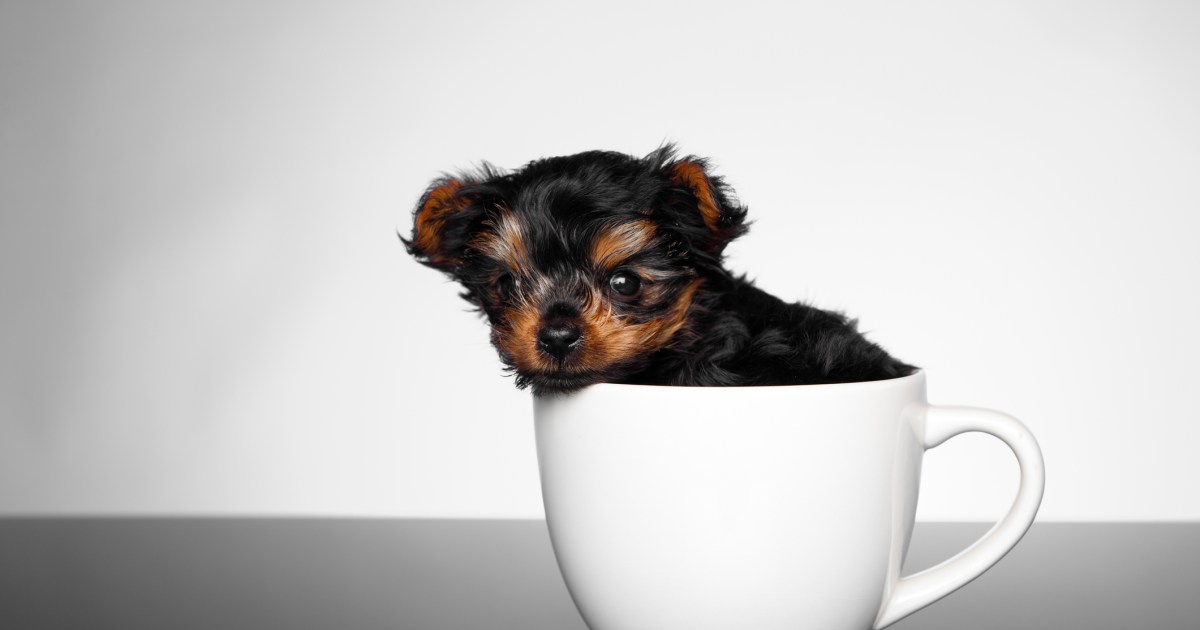 Teacup cheap dog rescue