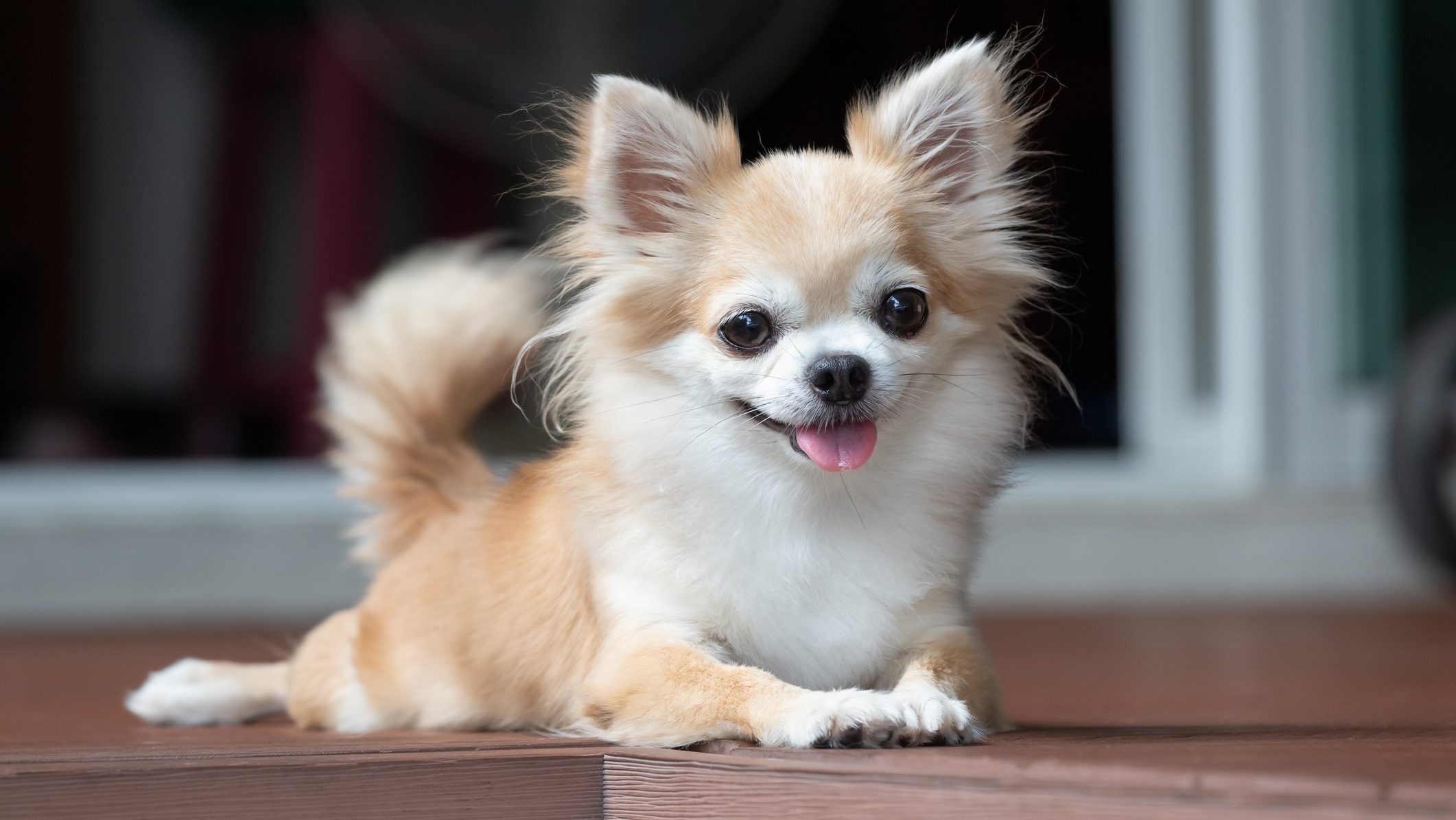 The Cutest Teacup Dogs