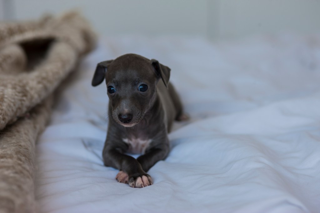 Cute little Italian Greyhound.