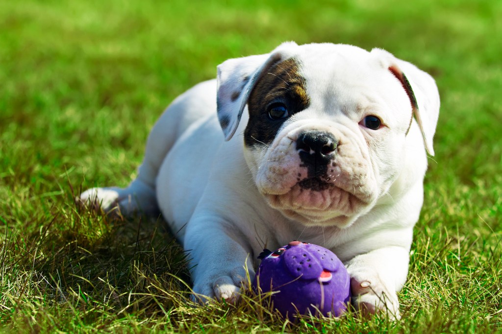Small American Bulldog playing with a ball.