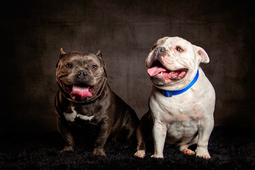 Two American Bulldogs in the studio.
