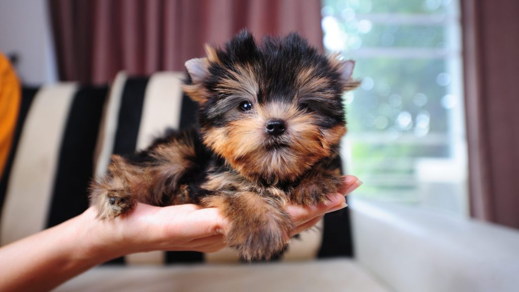 Teacup, Miniature and Toy Size Yorkies